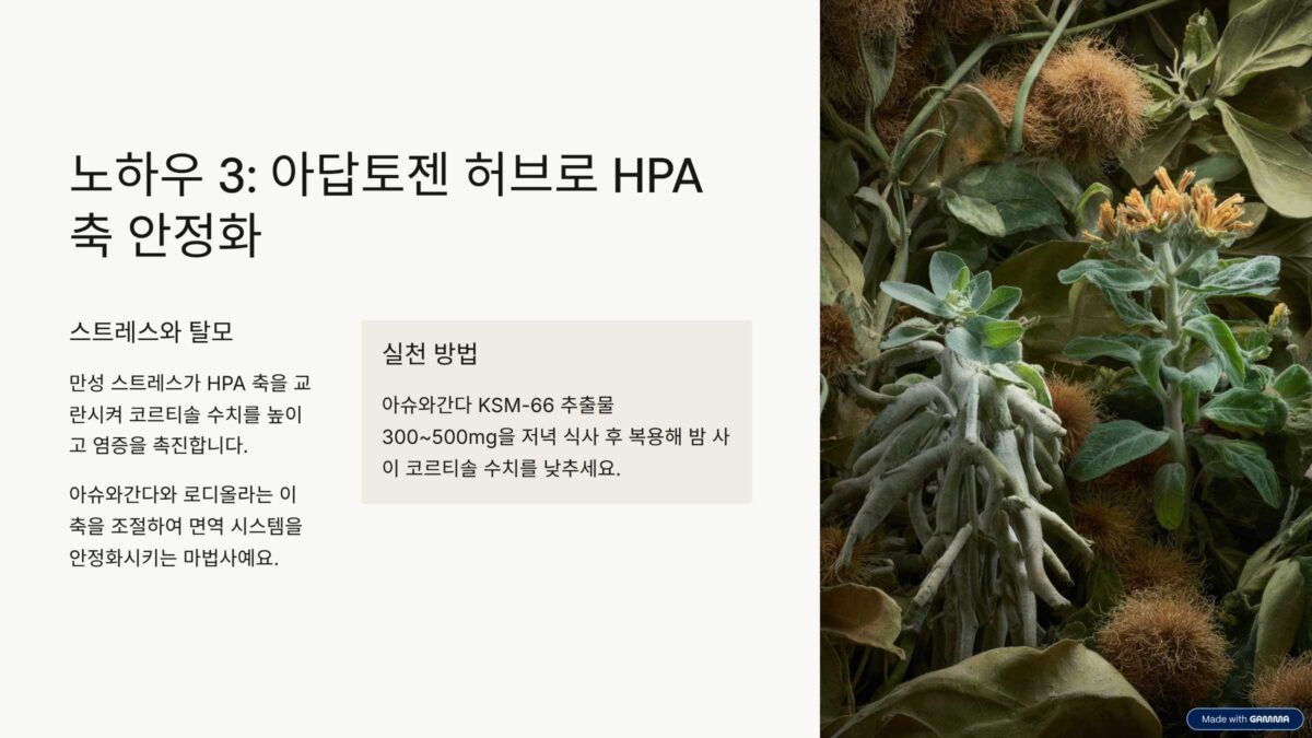 HPA 축을 안정시키는 아답토젠 허브의 놀라운 효능